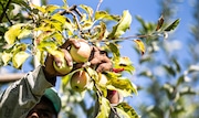 Pickers at Bonnie Brae Fruit Farms in Huntington Township, Pa., harvest golden delicious apples. Pennsylvania, one of the country's largest apple producers, relies heavily on an immigrant workforce to fill agricultural jobs as well as work in poultry and dairy farms. Dan Gleiter | dgleiter@pennlive.com