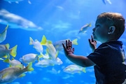 Adventure Aquarium in Camden will unveil Kaleidoscope Cove on June 28. The exhibit will feature more than 100 aquatic species, including 10 to 12 new species never-before-seen at the aquarium.