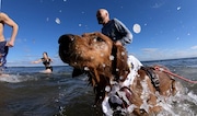 The majority of New Jersey’s ocean beaches ban dogs during the spring and summer months, with some towns stopping beach access for canines as early as March 1. Most allow dogs to return in the fall, typically some time between late September and mid-October.